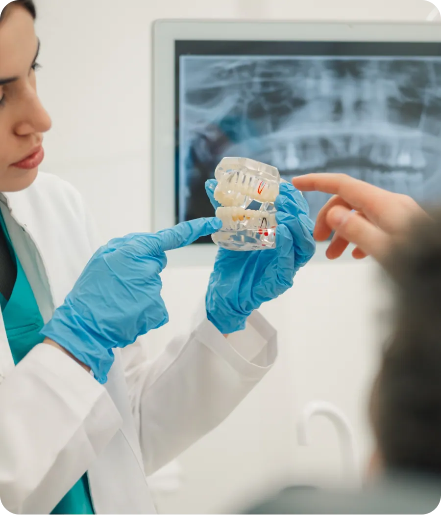 Dental implant and bone graft model